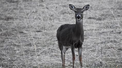 Predicting Chronic Wasting Disease In Counties Could Prevent Spread Cornell University