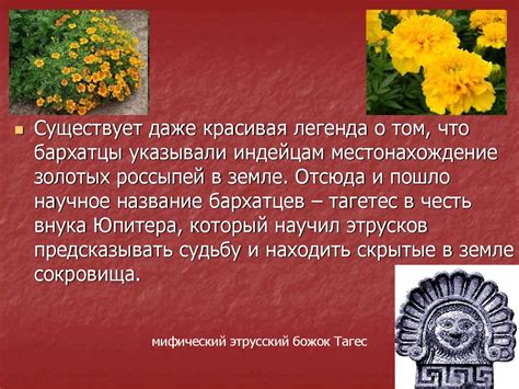 Бархатцы. Описание растения - презентация онлайн