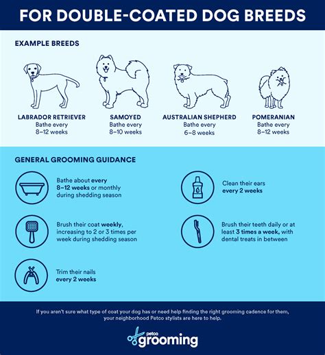 How Often Should You Brush A Shedding Dog For A Healthy Coat