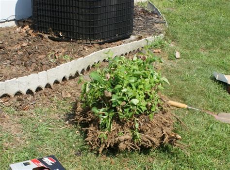 How to Remove a Shrub or Bush From Your Yard - Dengarden