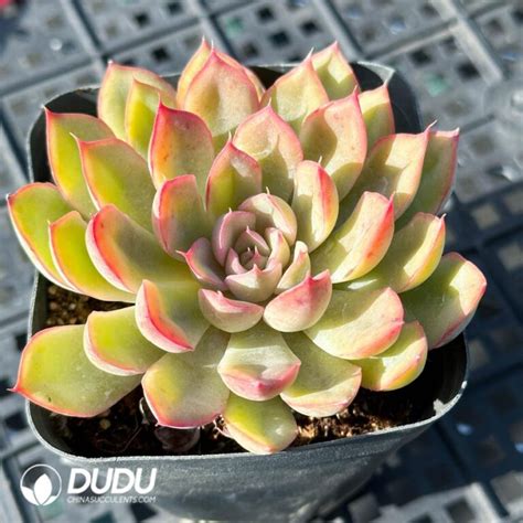 Echeveria Apus China Wholesale Succulent Plants Factory Amazing