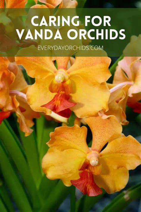 Vanda Orchid Care Guide Everyday Orchids