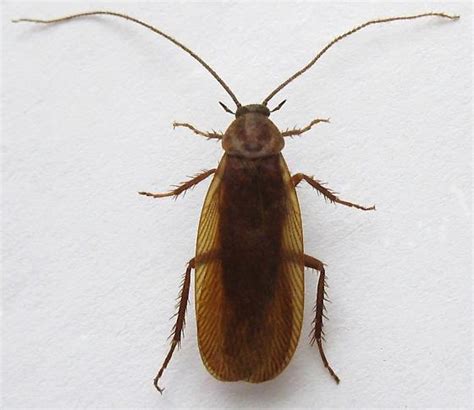 American Wood Cockroach Parcoblatta Americana Bugguide Net