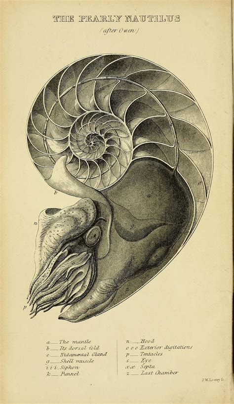 A Manual Of The Mollusca Biodiversity Heritage Library Scientific