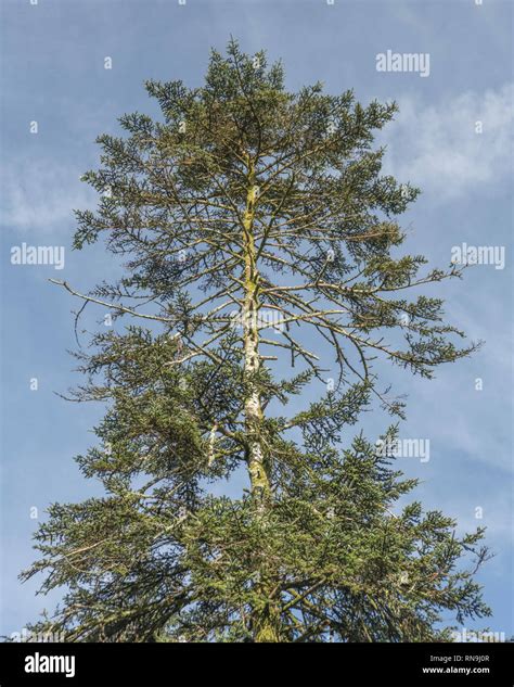 Conifers Uk Hi Res Stock Photography And Images Alamy