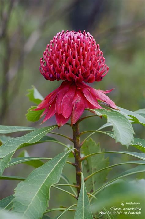 New South Wales Waratah State Floral Emblem Of Nsw