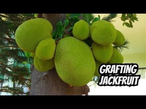 Grafting Jackfruit YouTube