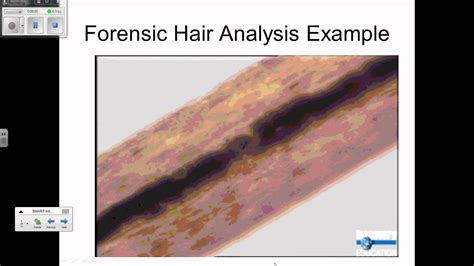 How To Analyze Hair Forensics