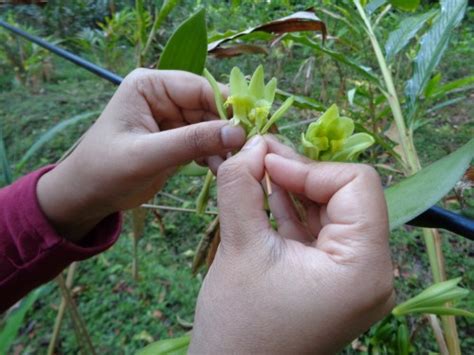 The Art Of Vanilla Pollination In The Know Traveler