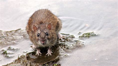 Rodent Proofing Your Home Expert Tips For Preventing And Eliminating