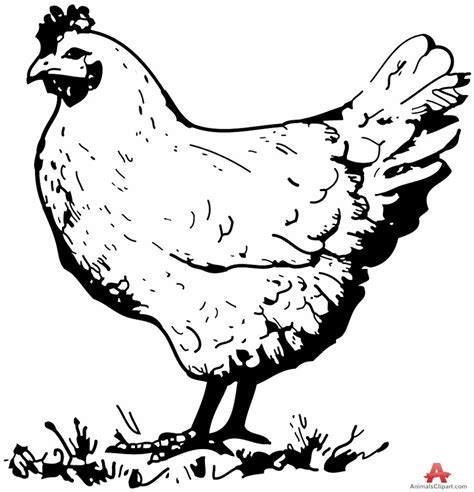 Download High Quality Chicken Clipart Black And White Outline