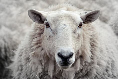 Scottish Sheep Stock Photo Image Of Animals Happy Nature 34965898