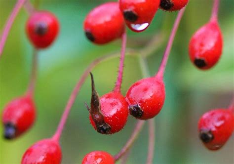 12 Amazing Health Benefits Of Rose Hips Health Benefits Rosehip Tea