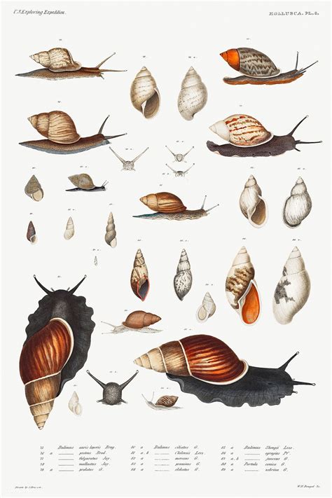 Science Illustration Fantasy Illustration Vintage Ephemera Vintage
