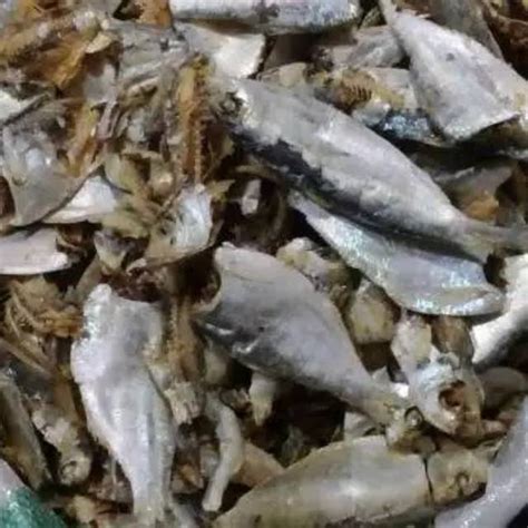 Jual Ikan Sampah Asli Medan 500 Gram Shopee Indonesia