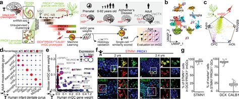 Molecular landscapes of human hippocampal immature neurons across ... 
