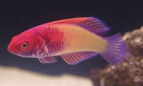 Red Velvet Fairy Wrasse Information And Picture Sea Animals
