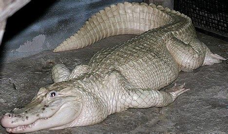 Talk to Kemi (TtK) : Albino Crocodile Named After Michael Jackson Commits Murder