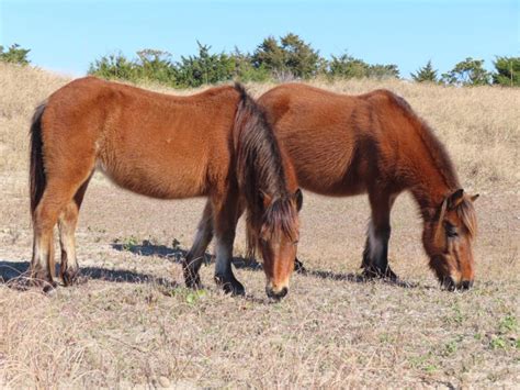 Cape Lookout National Seashore releases report on its wild horses