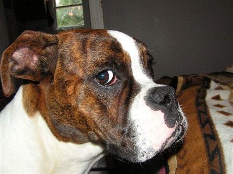 350 Boxer Dog Names - Popular Male and Female Names | PetPress | Black ...