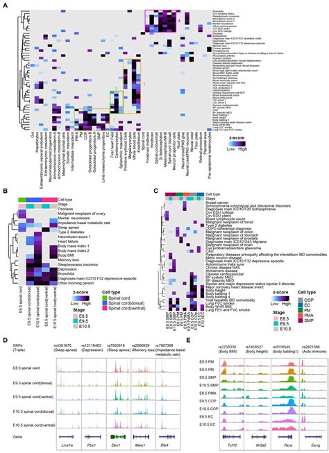 Frontiers Single Cell Chromatin Accessibility Profiling Of Cell State