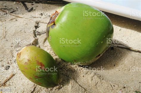 Coconuts On The Beach Stock Photo - Download Image Now - Animal ...