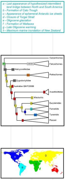 Passerine Evolution Likely Began In Australia Santa Monica Bay