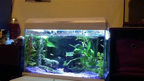 My Purple Fish Tank Time Lapse Youtube