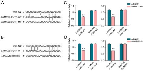 Viruses Free Full Text Long Noncoding Rna Mir122hg Inhibits Mavs