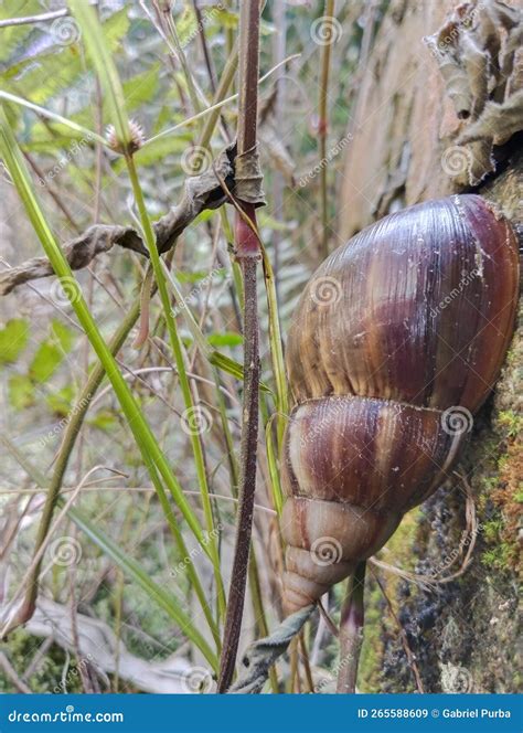 Land Snail Stock Image Image Of Means Large Land 265588609