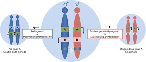 Genomic Imprinting An Overview Rethink Biology Notes