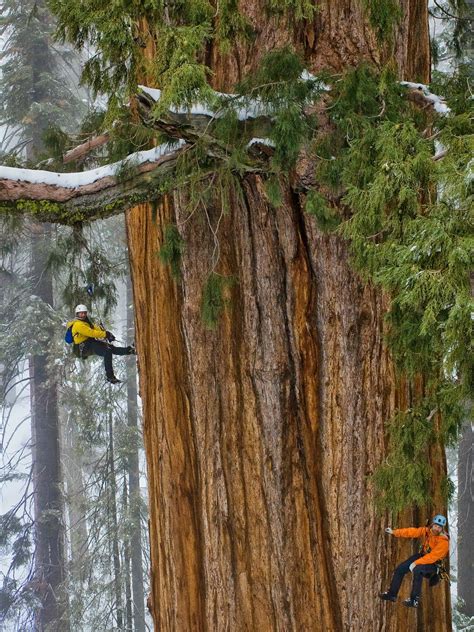 Yosemite Giant Sequoias Giant Sequoia Trees Sequoia Jet Set Mom The