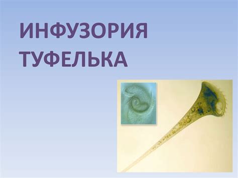 Инфузория - туфелька - презентация онлайн