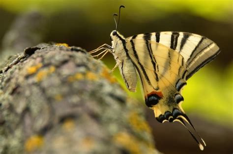 Premium Photo Scarce Swallowtail Or Iphiclides Podalirius Also Sail