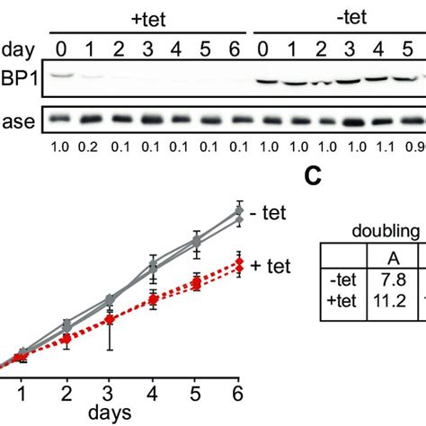 Bloodstream Form Trypanosomes Survive Without ERBP1 A Schematic