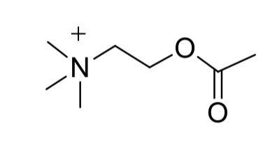 Medchem Neurotransmitter Biogene Amine Nukleins Uren Flashcards