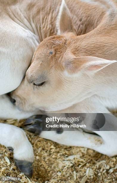 166 Jersey Cow Calf Stock Photos, High-Res Pictures, and Images - Getty ...