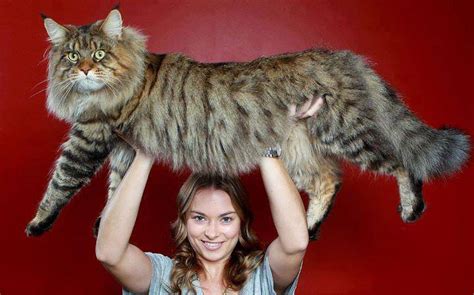 Life Style: Meet Rupert The Biggest Cat In The World