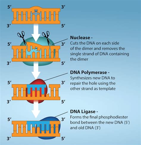 Dna Repair Biology 2e Part I 2nd Edition