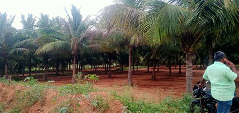 Agricultural Land Acre For Sale In Annur Coimbatore Rei