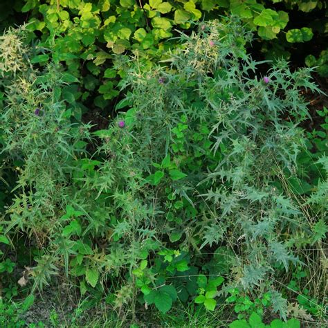 Gemeine Kratzdistel Cirsium Vulgare