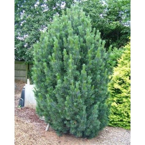 Swiss Stone Pine Plant Profile Sylvan Gardens Landscape Contractors