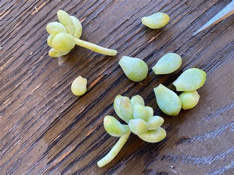 SUCCULENT PROPAGATION: FAQs & Troubleshooting