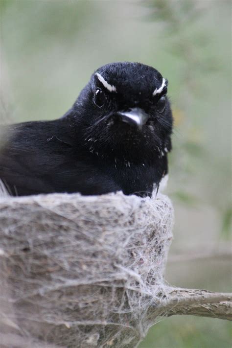 A Willy Wagtail Nesting At Muscle Creek Nsw Australia Smithsonian