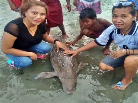 Bayi Dugong Terdampar Di Sikka Bagaimana Penanganannya