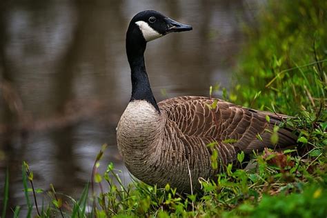 Premium Photo Wild Geese