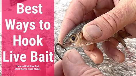 Best Ways To Hook Live Bait How To Hook Live Bait Best Way To Hook