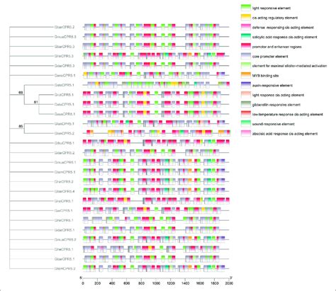 Predicted Cis Elements In Cpr Promoters Promoter Sequences