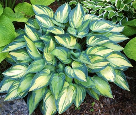 15 Low Maintenance Plants That Require Little Gardening Work