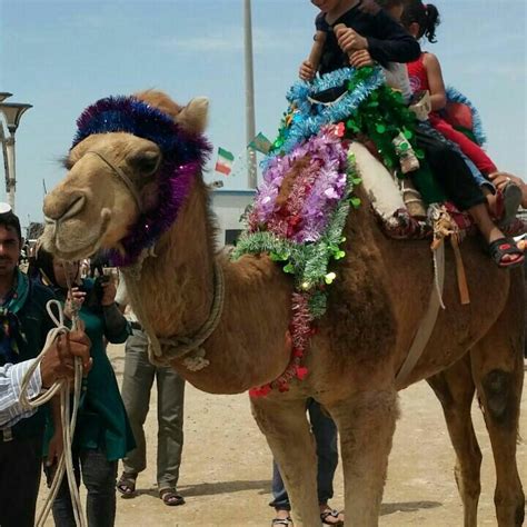 Camel in Bandar, Iran